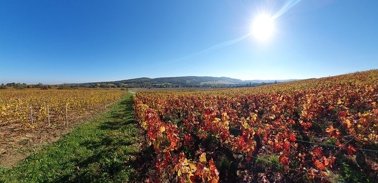 vignes en automne