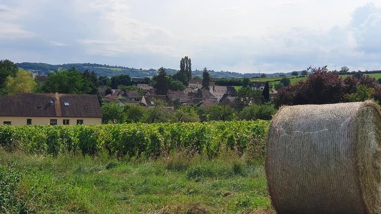 entre prairies et vignes